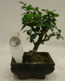 K���k minyat�r bonsai japon a�ac�  Ankara G�lba�� 14 �ubat sevgililer g�n� �i�ek 