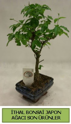 �thal bonsai japon a�ac� bitkisi  G�lba�� ucuz �i�ek g�nder 