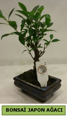 Bonsai japon a�ac� saks� bitkisi  �i�ek�i G�lba�� �i�ek�i ma�azas� 
