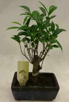 Japon aac bonsai bitkisi sat  Glba anneler gn iek yolla 