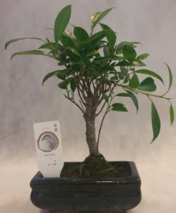 Bonsai japon a�ac� bitkisi sat���  G�lba�� �i�ek g�nder cicekciler , cicek siparisi 