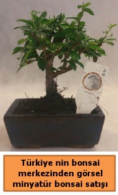 Japon a�ac� bonsai sat��� ithal g�rsel  Ankara G�lba�� �i�ek�i uluslararas� �i�ek g�nderme 