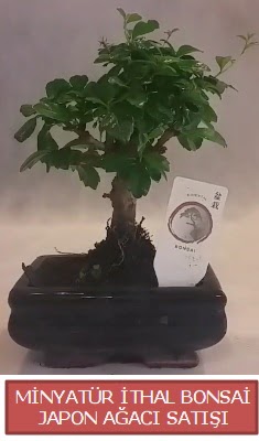 K���k g�rsel bonsai japon a�ac� bitkisi  G�lba�� �i�ek online �i�ek sipari�i 