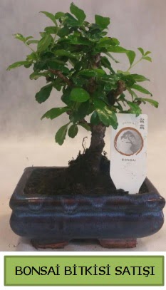Bonsai ithal g�rsel minyat�r japon a�ac�  G�lba�� ankara �i�ek servisi , �i�ek�i adresleri 