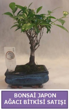 �thal Bonsai japon a�ac� bitkisi sat���  Ankaradaki �i�ek�iler G�lba�� cicek , cicekci 