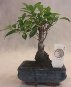 Bonsai a�ac� japon a�a� bitkisi  Ankara G�lba�� �i�ek�i uluslararas� �i�ek g�nderme 