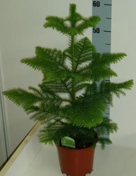 60 cm Salon �am� araucaria heterophylla  Ankara G�lba�� 14 �ubat sevgililer g�n� �i�ek 