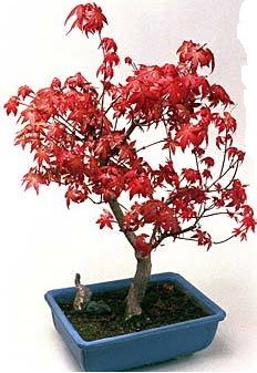 Amerikan ak�aa�a� bonsai bitkisi  Ankara G�lba�� �i�ek�i uluslararas� �i�ek g�nderme 