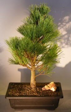 �am a�ac� japon a�ac� bitkisi bonsai  G�lba�� anneler g�n� �i�ek yolla 