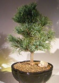 �am a�ac� bonsai bitkisi sat���  G�lba�� ankara �i�ek servisi , �i�ek�i adresleri 