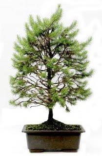 *** STOKTA YOK - Çam ağacı bonsai bitkisi satışı  Ankara Gölbaşı çiçek gönderme 
