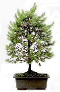 *** STOKTA YOK - �am a�ac� bonsai bitkisi sat���  Ankara G�lba�� �i�ek g�nderme 
