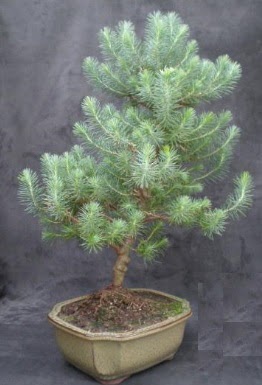 Bonsai �am a�ac� japon a�ac� bitkisi  G�lba�� �i�ek g�nder cicekciler , cicek siparisi 