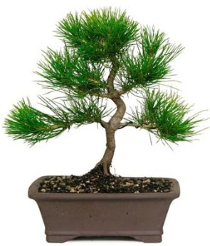Bonsai �am a�ac� japon a�ac� bitkisi  G�lba�� �i�ek sipari�i yurti�i ve yurtd��� �i�ek sipari�i 