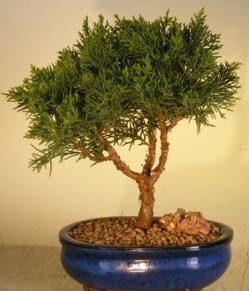 Servi �am bonsai japon a�ac� bitkisi  Ankara G�lba�� �i�ek�i uluslararas� �i�ek g�nderme 