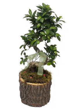 Do�al k�t�kte bonsai saks� bitkisi  Ankaradaki �i�ek�iler G�lba�� cicek , cicekci 