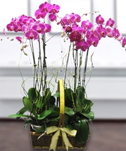 7 dall� mor lila orkide  G�lba�� �i�ek g�nder cicekciler , cicek siparisi 