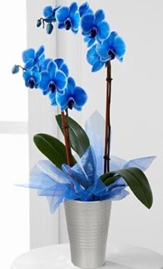 Seramik vazo içerisinde 2 dallı mavi orkide  Gölbaşı çiçek online çiçek siparişi 