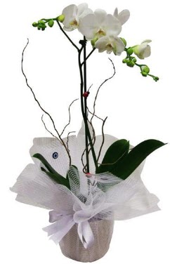 Tek dallı beyaz orkide  Gölbaşı Ankara çiçek yolla  