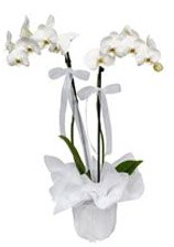 2 dall beyaz orkide  iek siparii Glba iekiler 