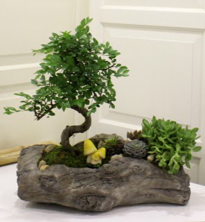 Ağaç kütük içerisinde bonsai ve sukulent  Gölbaşı çiçek gönder cicekciler , cicek siparisi 