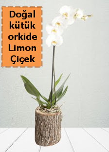 Do�al k�t�kte tek dall� beyaz orkide  G�lba�� anneler g�n� �i�ek yolla 