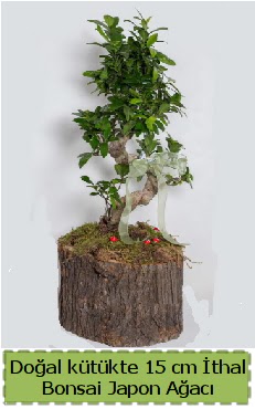 Doal ktkte thal bonsai japon aac  Ankara Glba 14 ubat sevgililer gn iek 