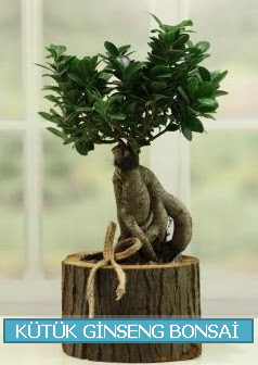 K�t�k a�a� i�erisinde ginseng bonsai  G�lba�� �i�ek g�nder cicekciler , cicek siparisi 