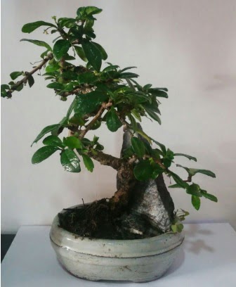 S �eklinde ithal bonsai a�ac�  Ankara G�lba�� �i�ek�i uluslararas� �i�ek g�nderme 