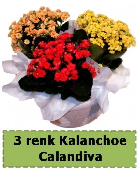 3 renk Kalanchoe Calandiva saks� bitkisi  Ankara G�lba�� 14 �ubat sevgililer g�n� �i�ek 