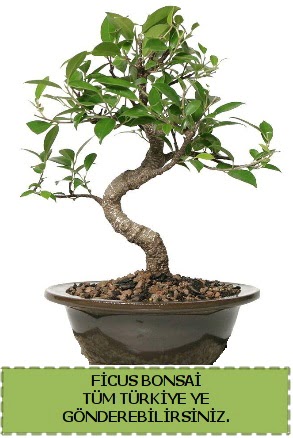 Ficus bonsai  Glba iek gnder cicekciler , cicek siparisi 