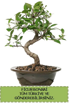 Ficus bonsai  G�lba�� �i�ek g�nder cicekciler , cicek siparisi 