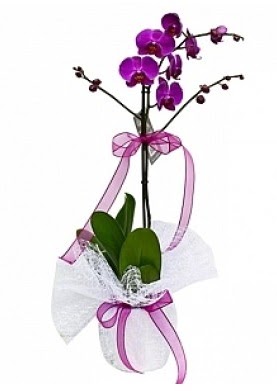 Tekli Mor Orkide  Ankara Gölbaşı çiçekçi uluslararası çiçek gönderme 