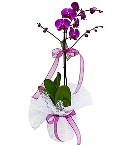Tek dallı saksıda ithal mor orkide çiçeği  Gölbaşı çiçek yolla online çiçekçi , çiçek siparişi  