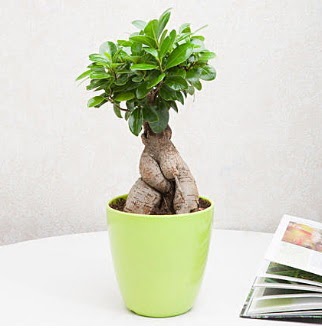 Ficus Ginseng Bonsai  Ankara G�lba��ndaki �i�ek�iler ankara �i�ek sat��� 