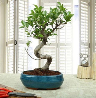 Amazing Bonsai Ficus S �thal  G�lba�� �i�ek yolla , �i�ek g�nder , �i�ek�i  