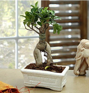 Marvellous Bonsai ginseng  G�lba�� �i�ek�i g�venli kaliteli h�zl� �i�ek 