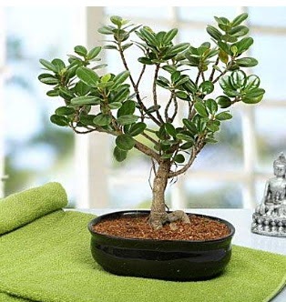 Lovely Ficus Iceland Bonsai  G�lba��na �i�ek , �i�ek�i , �i�ek�ilik 