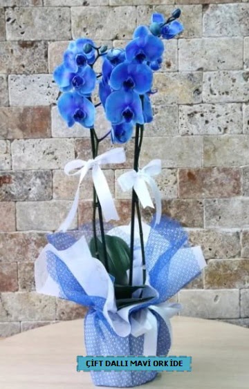 çift dallı ithal mavi orkide  Ankara Gölbaşı çiçekçi uluslararası çiçek gönderme 