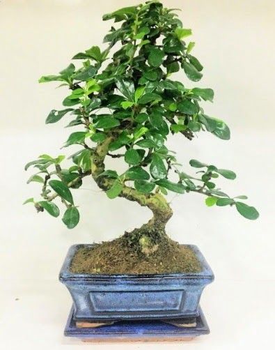 S Bonsai japon a�ac� bitkisi  G�lba�� �i�ek�i telefonlar� 