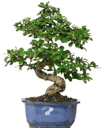21 ile 25 cm aras� �zel S bonsai japon a�ac�  G�lba�� anneler g�n� �i�ek yolla 