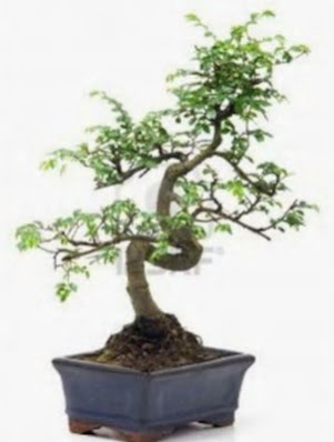 S gövde bonsai minyatür ağaç japon ağacı  Ankara Gölbaşı hediye sevgilime hediye çiçek 
