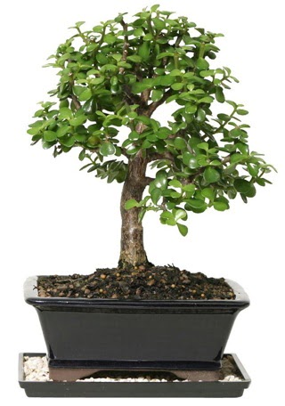 15 cm civar� Zerkova bonsai bitkisi  G�lba�� �i�ek�i g�venli kaliteli h�zl� �i�ek 