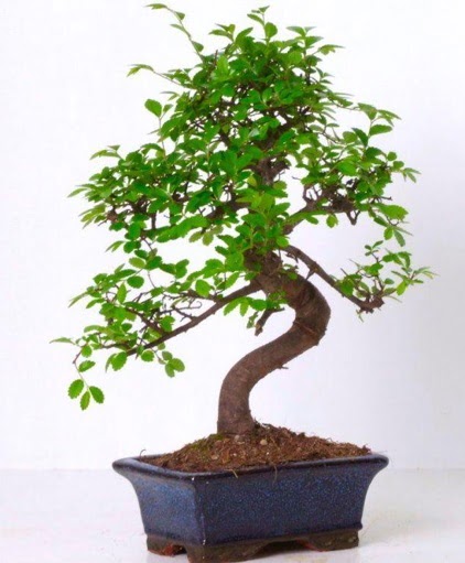 S gövdeli bonsai minyatür ağaç japon ağacı  Gölbaşı çiçek gönder cicekciler , cicek siparisi 