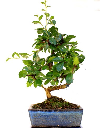 S gövdeli carmina bonsai ağacı  Ankara Gölbaşı çiçekçi uluslararası çiçek gönderme  Minyatür ağaç