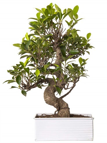 Exotic Green S G�vde 6 Year Ficus Bonsai  G�lba�� �i�ek g�nder cicekciler , cicek siparisi 