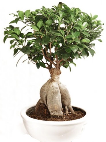 Ginseng bonsai japon a�ac� ficus ginseng  Ankaradaki �i�ek�iler G�lba�� cicek , cicekci 