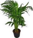  �i�ek�i G�lba�� �i�ek�i ma�azas�  Areca palm  