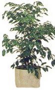  G�lba�� �i�ek yolla , �i�ek g�nder , �i�ek�i   Ficus benjamin 