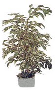  Ankara G�lba�� hediye �i�ek yolla  Ficus starlight  